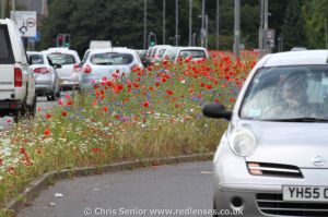 Road verges and medians looking great with wildflowers