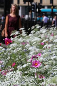 Enhancing city centres with wildflower meadows